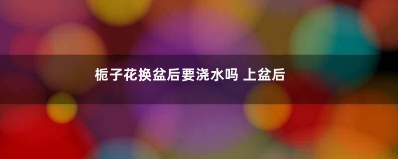 栀子花换盆后要浇水吗 上盆后浇水方法